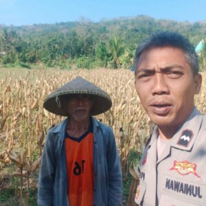 Bhabinkamtibmas Eyat Mayang Dukung Petani Jagung untuk Ketahanan Pangan di Lembar