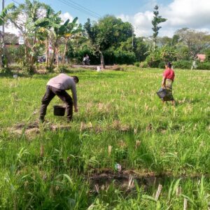 Dukung Ketahanan Pangan, Bhabinkamtibmas Kuripan Ajak Warga Manfaatkan Lahan Produktif