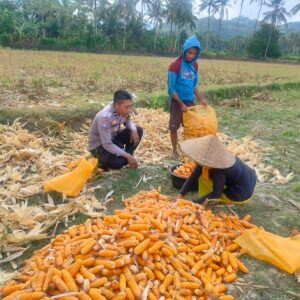 Bhabinkamtibmas Lembar Dukung Petani Jagung di Dusun Eyat Mayang