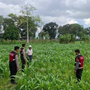 Bhabinkamtibmas Batu Putih Dampingi Petani Panen Jagung di Sekotong