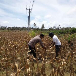 Peran Polri dalam Ketahanan Pangan: Bhabinkamtibmas Sambangi Petani Kedaro