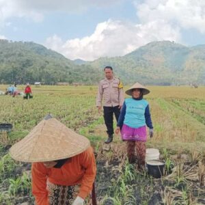 Bhabinkamtibmas Banyu Urip Dampingi Petani Jagung di Dusun Rincung