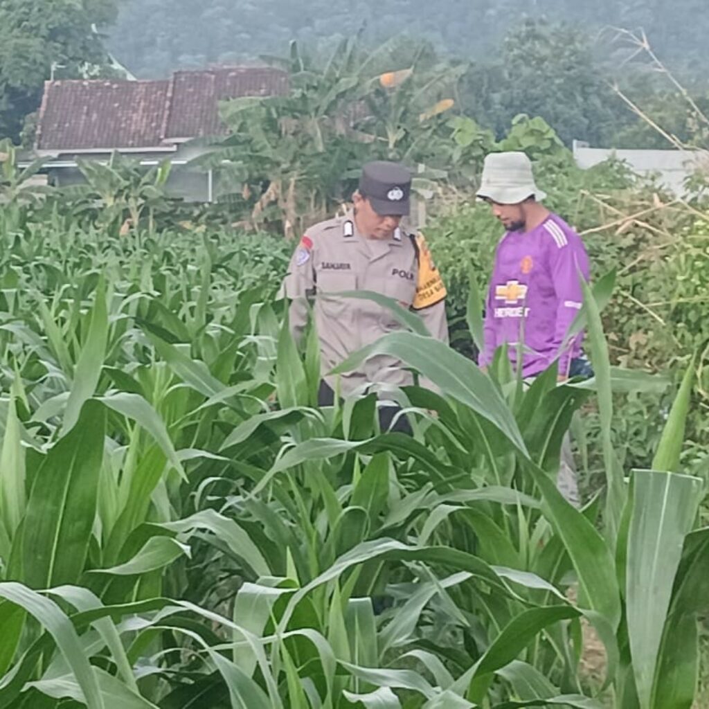 Polsek Lembar Dukung Ketahanan Pangan Lewat Pendampingan Petani di Desa Babussalam