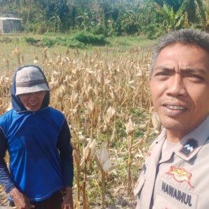 Bhabinkamtibmas Eyat Mayang Dampingi Petani Jagung untuk Perkuat Ketahanan Pangan