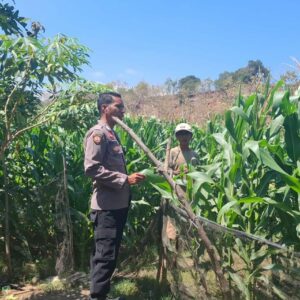Menyukseskan Program Ketahanan Pangan Nasional, Bhabinkamtibmas Polsek Soromandi Pantau Tanaman Jagung Warga Binaan