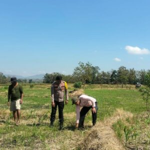 BKTM Desa O’o Laksanakan Pemantauan Lahan Jagung Milik Bapak Kaswadin, S.Pd dalam Mendukung Program Ketahanan Pangan Nasional Menuju Indonesia Emas 2045