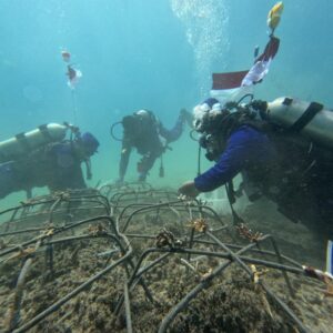 Bersih Pantai hingga penanaman terumbu karang di Dasar Laut, Cara Unik Polairud NTB Rayakan Kemerdekaan