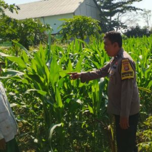 Bhabinkamtibmas Telagawaru Dorong Pemanfaatan Pekarangan untuk Ketahanan Pangan