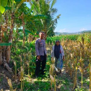 Kemitraan Strategis, Bhabinkamtibmas Lembar Dukung Petani Wujudkan Ketahanan Pangan