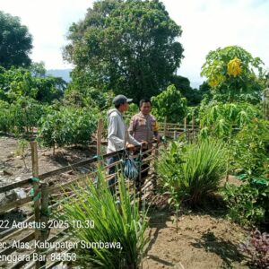 Polres Sumbawa Dukung Ketahanan Pangan, Personel Polsek Alas Sambangi Lahan Pertanian