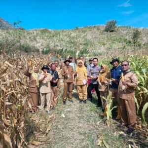 Bhabinkamtibmas dan Pemerintah Desa Panen Jagung Bersama Masyarakat Bersinergi Dukung Ketahanan Pangan