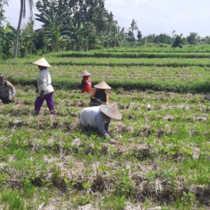 Bhabinkamtibmas Montong Are Dorong Ketahanan Pangan Lewat Pendampingan Petani