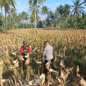 Panen Jagung di Dusun Lilin: Sinergi Petani dan Bhabinkamtibmas Gerung