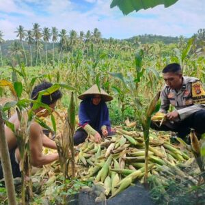 Sinergi Polisi dan Petani: Panen Jagung Dusun Jelateng Baru Dukung Ketahanan Pangan Lombok Barat