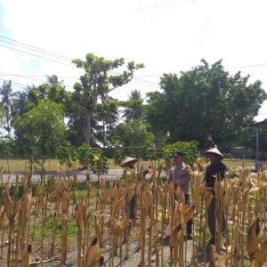 Panen Jagung Hibrida di Desa Kuripan Timur: Polri Turun Langsung Dukung Petani