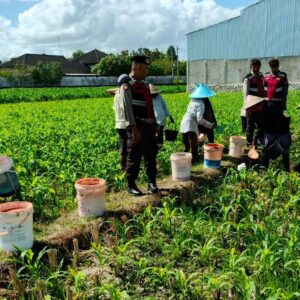 Polres Lombok Barat Dukung Swasembada Pangan Lewat Patroli Jagung di Desa Gerung