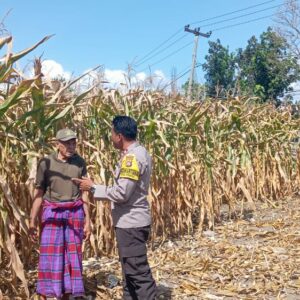 Bhabinkamtibmas Desa Kempo Lakukan Pemantauan tanaman jagung warga binaan.