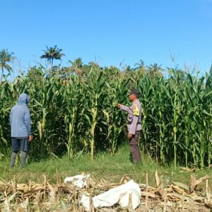Pantau Tanaman Jagung, Bhabinkamtibmas Kec. Buer Sumbawa Dukung Ketahanan Pangan