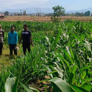 Kapolsek Dompu Lakukan Pengecekan Tanaman Jagung Program Ketahanan Pangan di Desa O’o