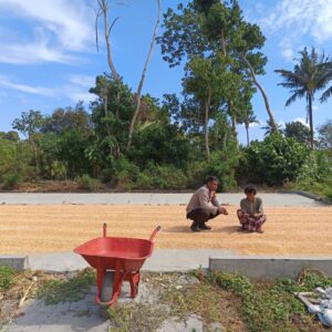 Bhabinkamtibmas Sorinomo Dukung Ketahanan Pangan, Pantau Langsung Panen Jagung Warga