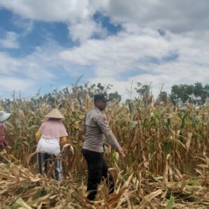 Bhabinkamtibmas desa daha dukung program ketahanan pangan, tinjau lahan warga di dusun daha barat