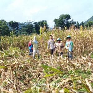 Bhabinkamtibmas desa adu polsek hu’u laksanakan sambang dan bantu panen jagung dalam rangka dukung program ketahanan pangan nasional