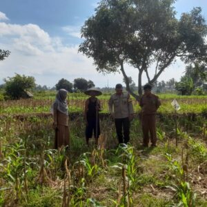 Bhabinkamtibmas dan PPL Desa Gelogor Dukung Petani Jagung Jaga Ketahanan Pangan Lombok Barat