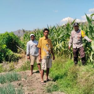 Bhanbinkamtibmas Desa Mumbu pantau tanaman jagung milik warga binaan dalam rangka dukungan terhadap program ketahanan pangan nasional menuju indonesia emas 2045