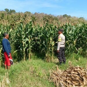 Dukung Ketahanan Pangan, Bhabinkamtibmas Buer Pantau Panen Jagung Petani