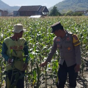 Dekat Dengan Warga, Bahbinkamtibmas Dampingi Warga Binaan Rawat Jagung Manis: Wujud Nyata Polri Peduli Ketahanan Pangan
