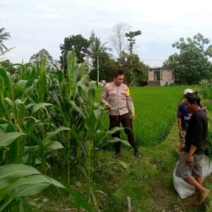 Sinergi Polri dan Warga Dusun Lamper Perkuat Ketahanan Pangan Lokal