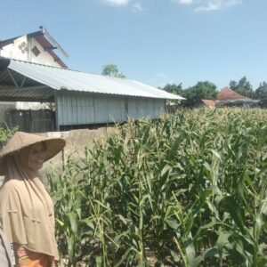 Bhabinkamtibmas Labuapi Dorong Petani Optimalkan Lahan Kosong untuk Ketahanan Pangan
