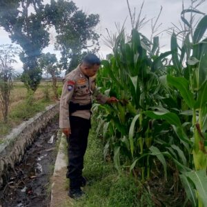 Ketahanan Pangan Dimulai dari Desa: Inisiatif Bhabinkamtibmas di Terong Tawah, Labuapi