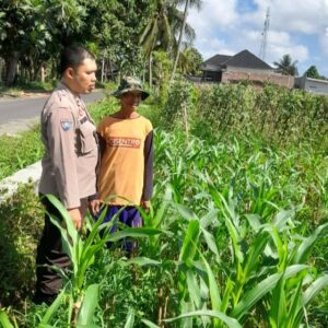 Polsek Kediri Dukung Petani Jagung Desa Gelogor untuk Wujudkan Ketahanan Pangan