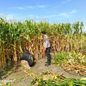 Bhabinkamtibmas Desa Hu’u Dampingi Warga Panen Jagung, Dorong Semangat Ketahanan Pangan