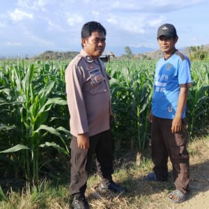 BKTM Desa Mbawi Laksanakan Pemantauan Lahan Jagung Milik Warga Binaan Dalam Rangka Mendukung Program Ketahanan Pangan Nasional Menuju Indonesia Emas 2045