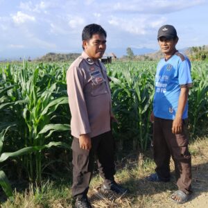 BKTM Desa Mbawi Laksanakan Pemantauan Lahan Jagung Milik Warga Binaan