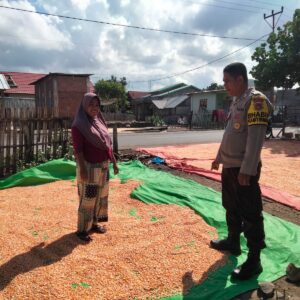 Bhabinkamtibmas Cempi Jaya Pantau Hasil Panen Warga, Dorong Semangat Ketahanan Pangan