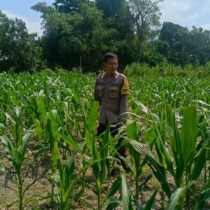 Polsek Labuapi Dorong Warga Desa Perampuan Tanam Jagung untuk Ketahanan Pangan