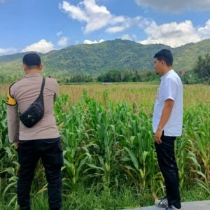 Polsek Kuripan Dampingi Petani Jagung Kuripan Selatan untuk Perkuat Ketahanan Pangan