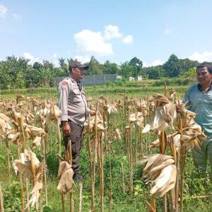 Panen Jagung Dipercepat, Warga Dusun Tangkeban Diedukasi Soal Ketahanan Pangan
