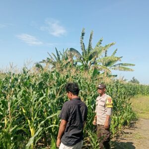 Polsek Pekat Dukung Ketahanan Pangan, Bhabinkamtibmas Dampingi Petani Jagung di Nangakara