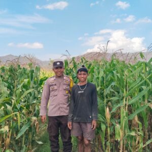 Polsek Woja Bhabinkamtibmas Desa Mumbu Dukung Ketahanan Pangan Lewat Pemantauan Lahan Jagung Warga