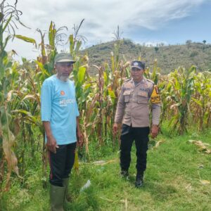 Bhabinkamtibmas Desa Banggo Polsek Manggelewa Dukung Petani Jagung Wujudkan Ketahanan Pangan Nasional