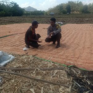 BHABINKAMTIBMAS DESA RASABOU POLSEK HU’U POLRES DOMPU LAKUKAN PEMANTAUAN HASIL PANEN WARGA DALAM MENDUKUNG PROGRAM KETAHANAN PANGAN NASIONAL