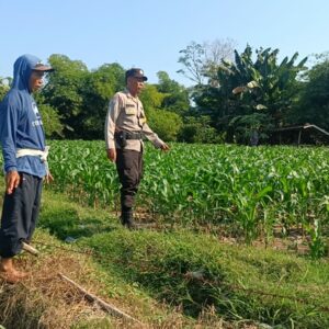Dukung Ketahanan Pangan Nasional, Bhabinkamtibmas Tarusa Cek Kondisi Tanaman Jagung Petani