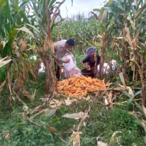 Bhabinkamtibmas Kuripan Ajak Warga Manfaatkan Lahan Kosong