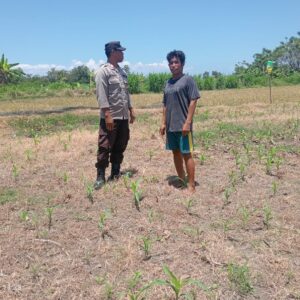TAK HANYA JAGA KAMTIBMAS, BRIPKA WAWAN IKUT KAWAL KETAHANAN PANGAN DI LAHAN JAGUNG WARGA DUKUNG PROGRAM KETAHANAN PANGAN NASIONAL.