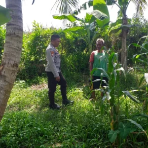 Bhabinkamtibmas Jagaraga Gerakkan Petani Lombok Barat Tanam Jagung