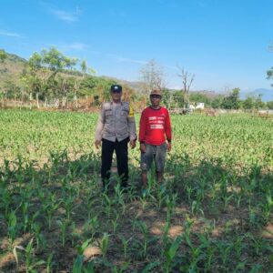 Bhabinkamtibmas Polsek Kilo Dampingi Petani Jagung Dukung Ketahanan Pangan Nasional